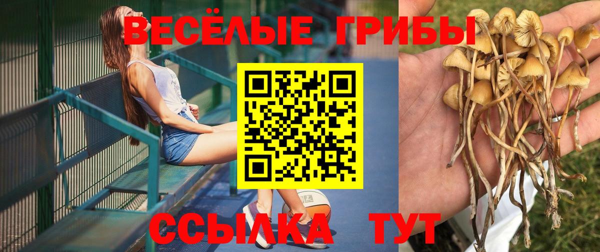 Псилоцибиновые грибы Psilocybe Россия
